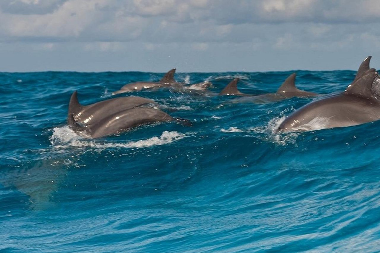 Zanzibar: Mnemba Island & Natural Lagoon Tour Mnemba Island Dolphin Tour & Sea Tortoise Aquarium Tour