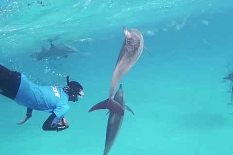 Sahl Hasheesh: Tour en barco por la Casa de los Delfines con traslado privado