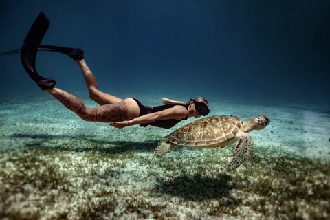 Private Turtle Snorkel Tour in Aruba + Professional video