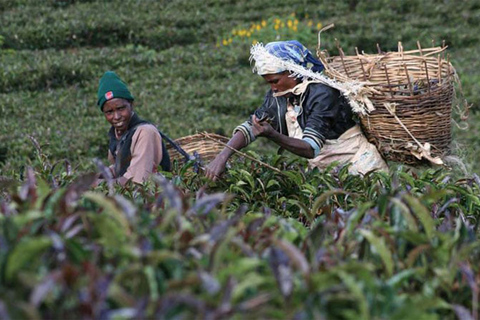 Nairobi: Purpurfärgad teodling.