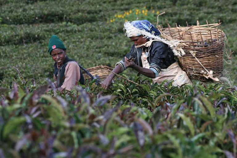 Nairobi: Granja de té púrpura.