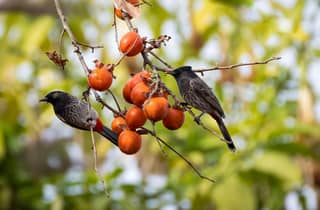 Kathmandu: Naturfotografie-Tour im Shivapuri-Nationalpark