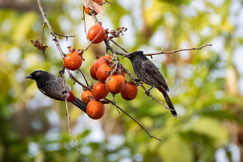 Kathmandu: Shivapuri National Park Nature Photography Tour