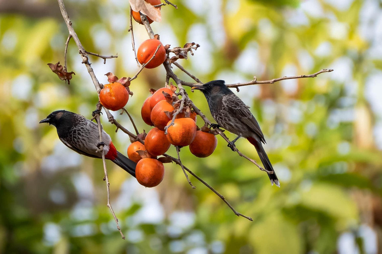 Kathmandu: Shivapuri National Park Nature Photography Tour