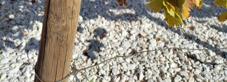 Covilhã : Atelier de peinture acrylique avec dégustation de vin