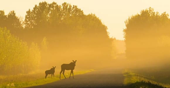 Banff Wildlife Detective: Tracks, Signs & Survival in Banff