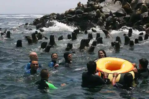 Isole Palomino: Nuoto in motoscafo e con i leoni marini