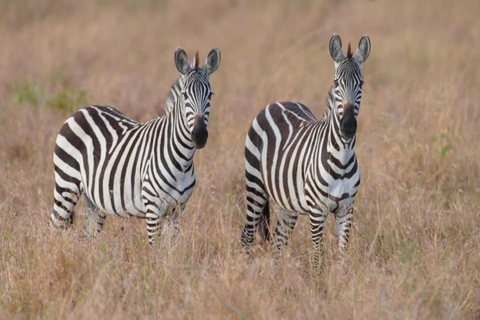 Fly from Zanzibar: 2-Day Nyerere National Park Safari