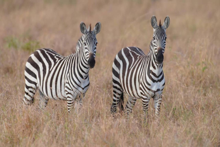 Fly from Zanzibar: 2-Day Nyerere National Park Safari