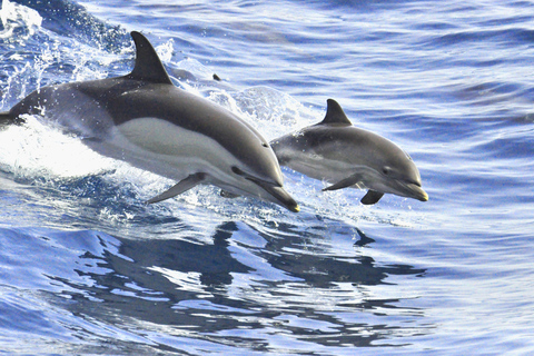 La Gomera: Whale Watching Tour on an Vintage Boat Excursion from Playa de Santiago