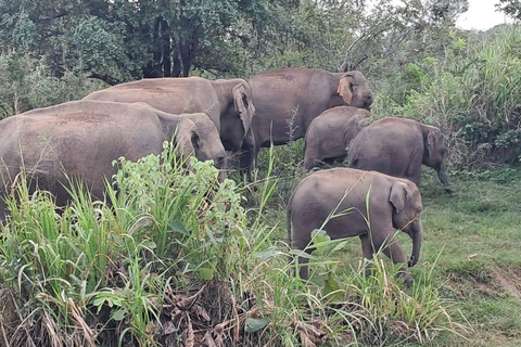 From Sigiriya/Habarana: Hurulu Eco Park Wild Elephant Safari From Sigiriya/Habarana: Minneriya /Kaudulla Elephant Safari