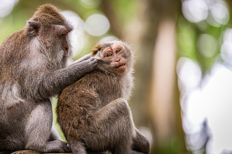 Phuket: Full-Day Tour with Phuket town, Temples, and Monkeys