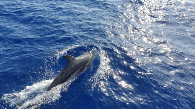 Visit Mallorca 2-Hour Dolphin Watching Cruise & Glass-Bottom Boat in Petra