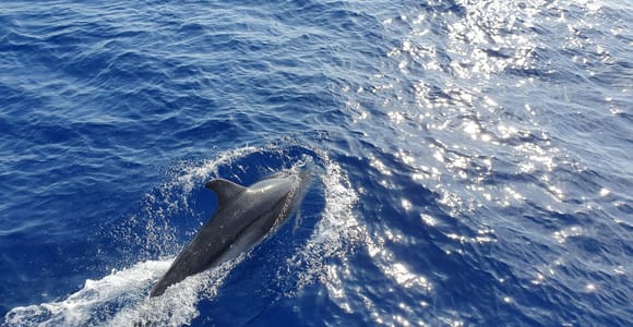 Ab Paguera: Delfinbeobachtungstour in einem Glasbodenboot