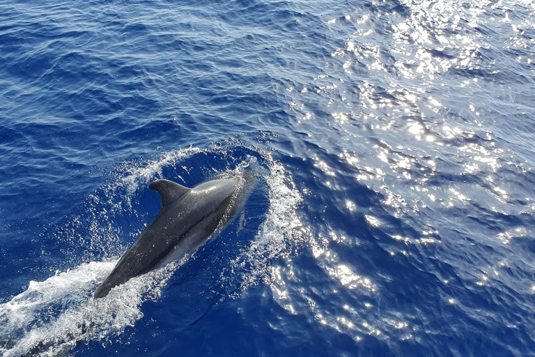 Mallorca: 2-timmars kryssning med delfinskådning och glasbottnad båtMötesplats: Paguera