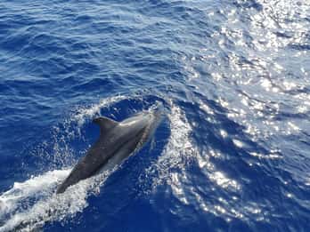 Mallorca: cruzeiro de 2 horas para observação de golfinhos e barco com fundo de vidro