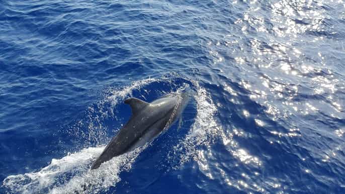Mallorca: Crucero de 2 horas en barco con fondo de cristal para avistar delfines