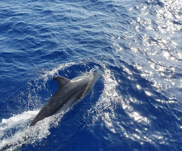 Mallorca: 2-timmars kryssning med delfinskådning och glasbottnad båt