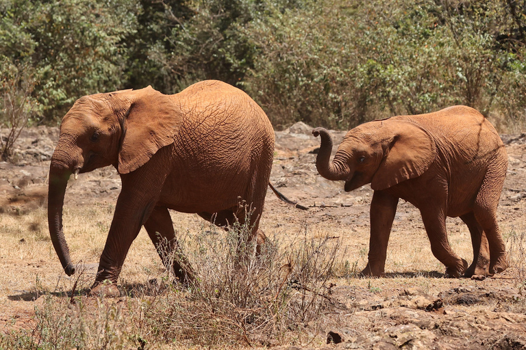 Nairobi : Visite de la pépinière d&#039;éléphants David Sheldrick