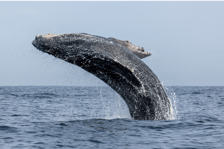 From Punta Canta: Whale Watching Cruise with Cayo Levantado