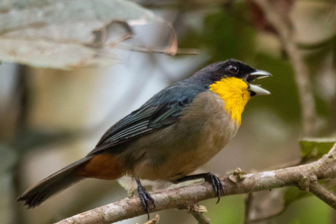 From Cusco: Manu National Park Day Trip with Birdwatching