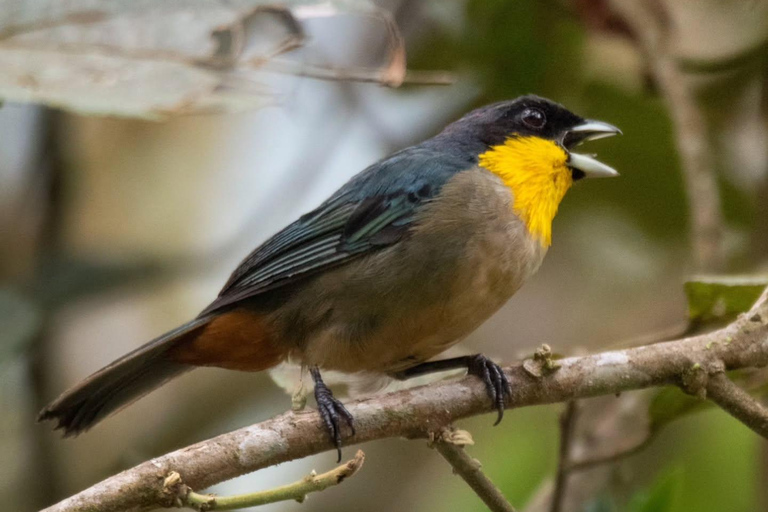 From Cusco: Manu National Park Day Trip with Birdwatching