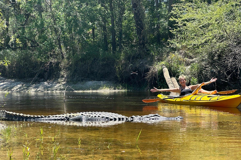 Orlando Alligator Experience: Day-Trip From Orlando Standard Option