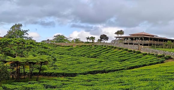 Mauritius: Tea & Plush Factories, La Vanille & Lunch