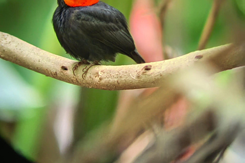 De San José au parc national Manuel Antonio visite guidée