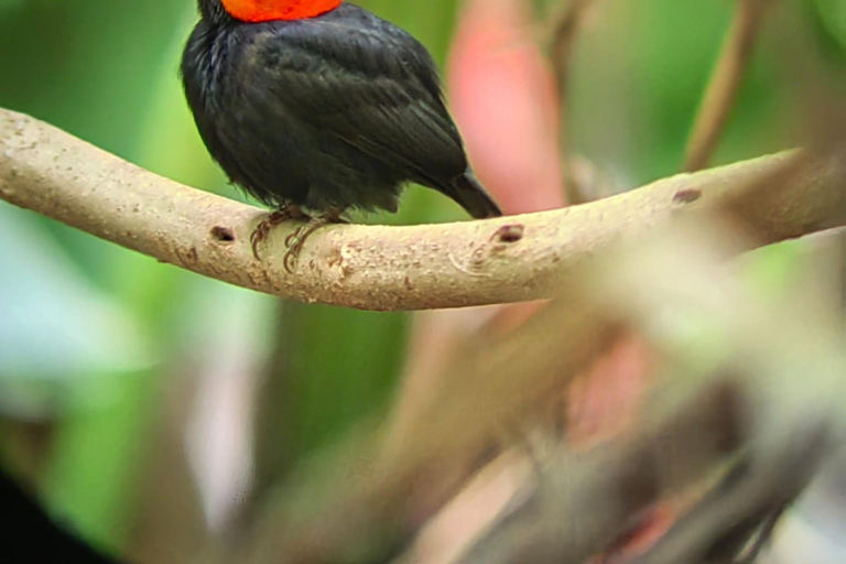 Manuel Antonio Park: Guided Tour to see animals &amp; beach timePrivate tour