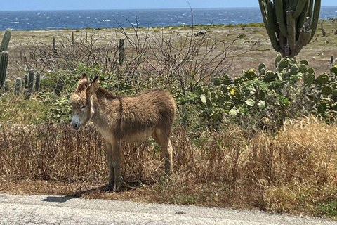 Aruba: Naturlig pool, grottor och Baby Beach Jeepäventyr