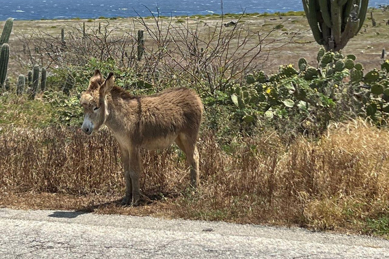 Aruba: Natuurzwembad, grotten & Baby Beach Jeep Avontuur