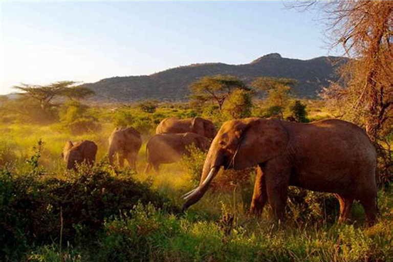 Arusha: Safari di 4 giorni a Tarangire, Serengeti e Ngorongoro