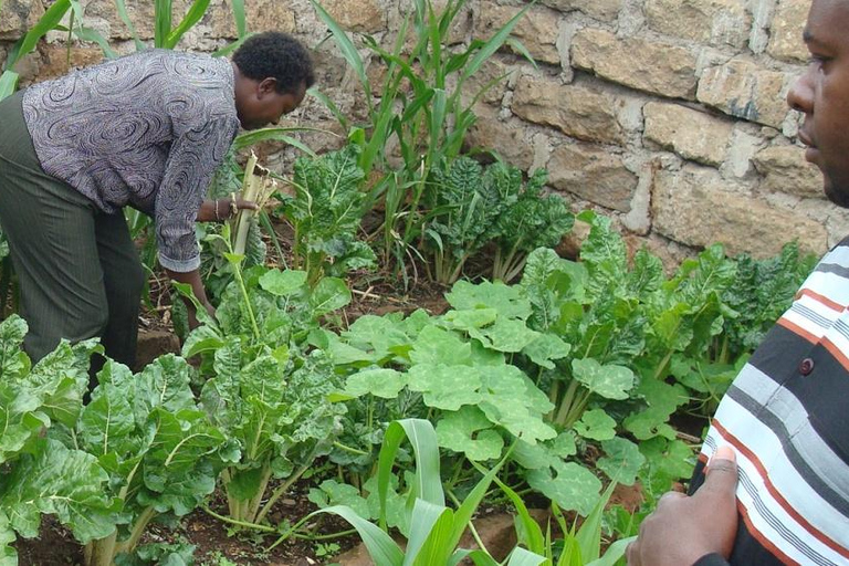 Nairobi: visita a una granja urbana y clase de cocina orgánicaNairobi: Visita a una granja urbana y clase de cocina ecológica