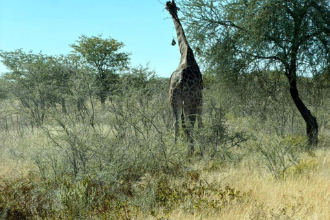 Namibia: 6-Day Namibia Safari & Desert Adventure Tour