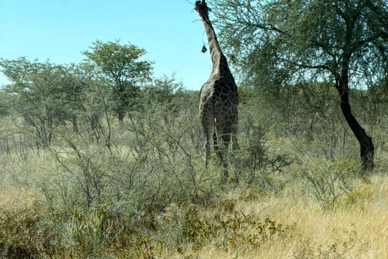 Namibia: 6-Day Namibia Safari & Desert Adventure Tour