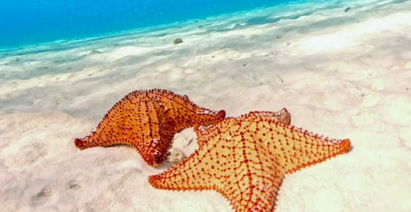Essential Cozumel: Turquoise Sea, Snorkeling and El Cielo Beach