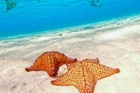Essential Cozumel: Turquoise Sea, Snorkeling and El Cielo Beach Cozumel Essentials: Turquoise Sea, Snorkeling, and El Cielo Beach