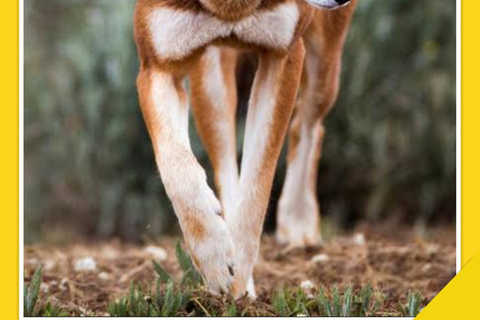 Addis Ababa: 10-Day Ethiopian Endemic Birdwatching Tour