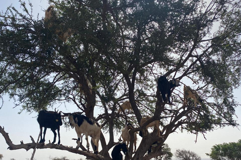 Agadir: Spotting goats in the Argan trees and visit to Crocoparc