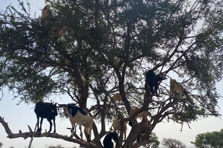 Agadir: Spotting goats in the Argan trees and visit to Crocoparc