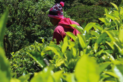 Boquete, Chiriquí: An ancient flavor in a tea leaf Boquete, Chiriquí: Dive into the world of tea