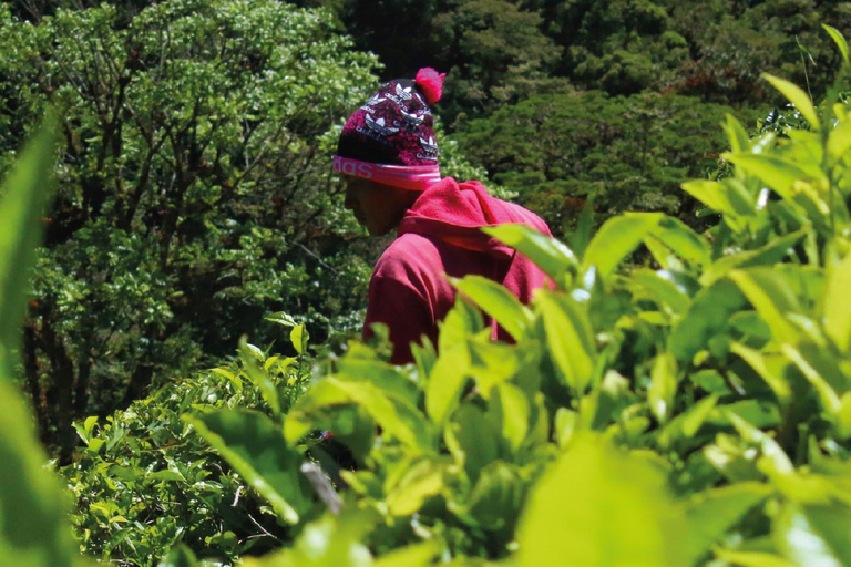 Boquete, Chiriquí: An ancient flavor in a tea leaf Boquete, Chiriquí: Dive into the world of tea