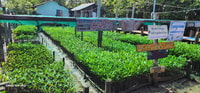 Mangroves Green Escapes di Discovery Center, Kep West - Housity
