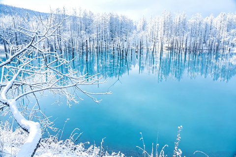 Sapporo: Asahiyama Zoo, Blue Pond & Chiyoda Farm Day Tour Private Sightseeing Tours