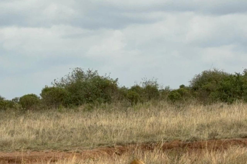 Halvdagsutflykt till Nairobis nationalpark med upphämtning från hotell