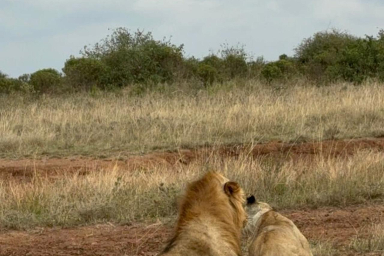 Halvdagsutflykt till Nairobis nationalpark med upphämtning från hotell