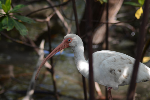 Plongée en apnée et mangroves avec déjeuner à la plage blanche de Baru Cartagena