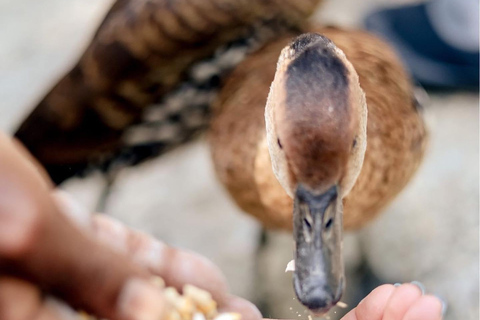 Swamp Safari and Rose Hall Great House Day Tour From Grand Palladium/ Lady Hamilton