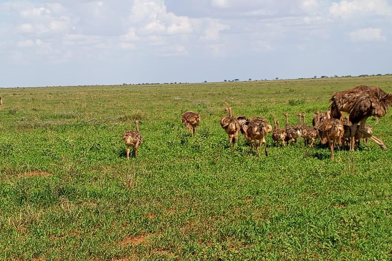 Mombasa: 4-Day Tsavo East, Tsavo West, & Amboseli Safari